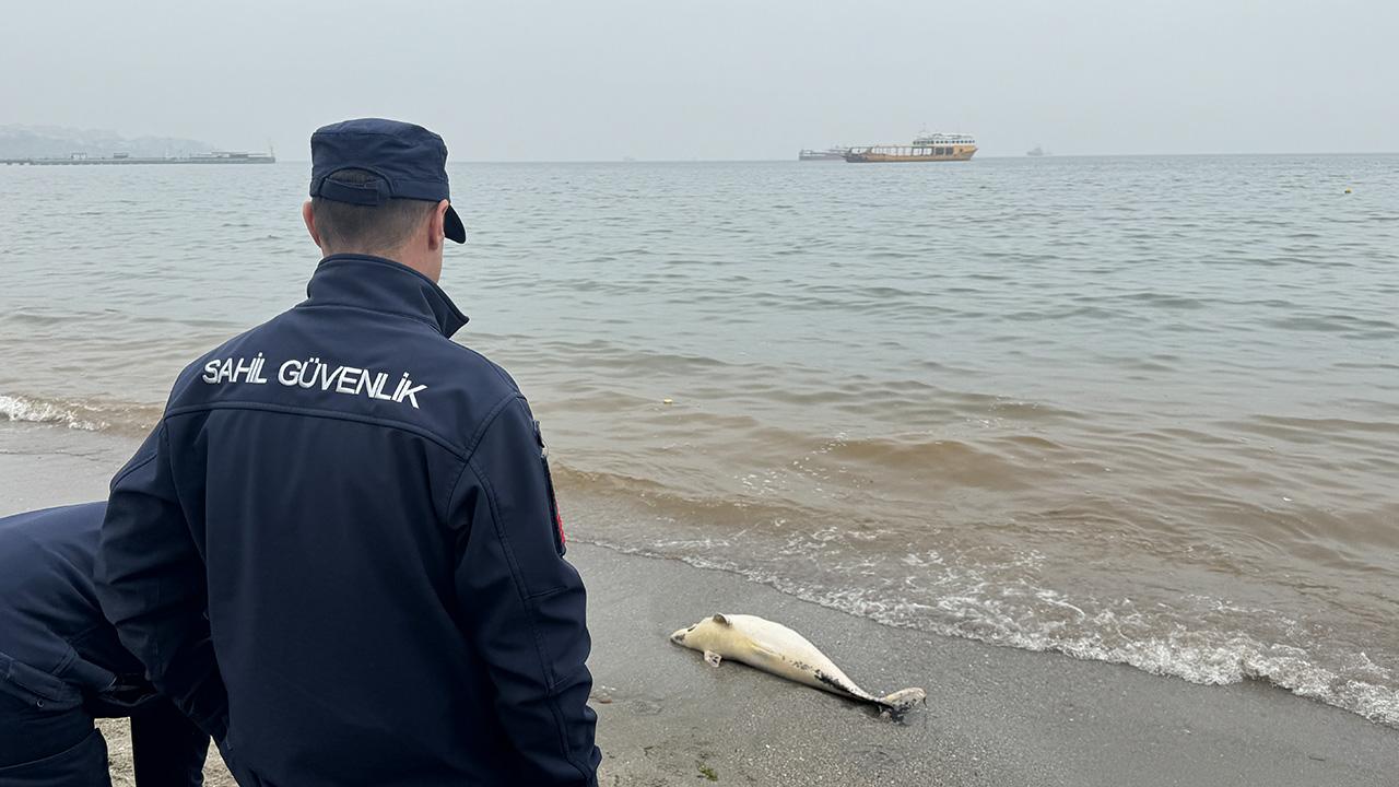 Tekirdağ'da ölü yunus kıyıya vurdu