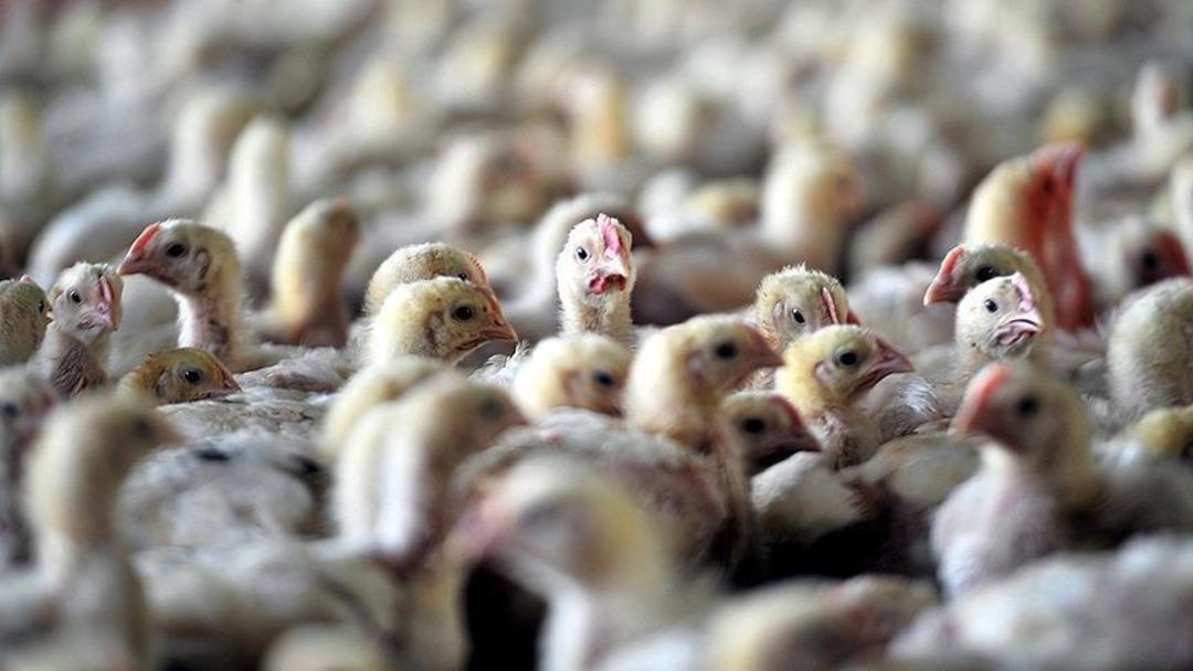 Kuş gribi uyarısı! Kümes hayvanları yüksek riskli alanlarla sınırlandırılacaktır: 